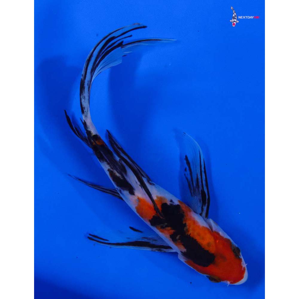 7.5” Imported Sanke Butterfly Koi