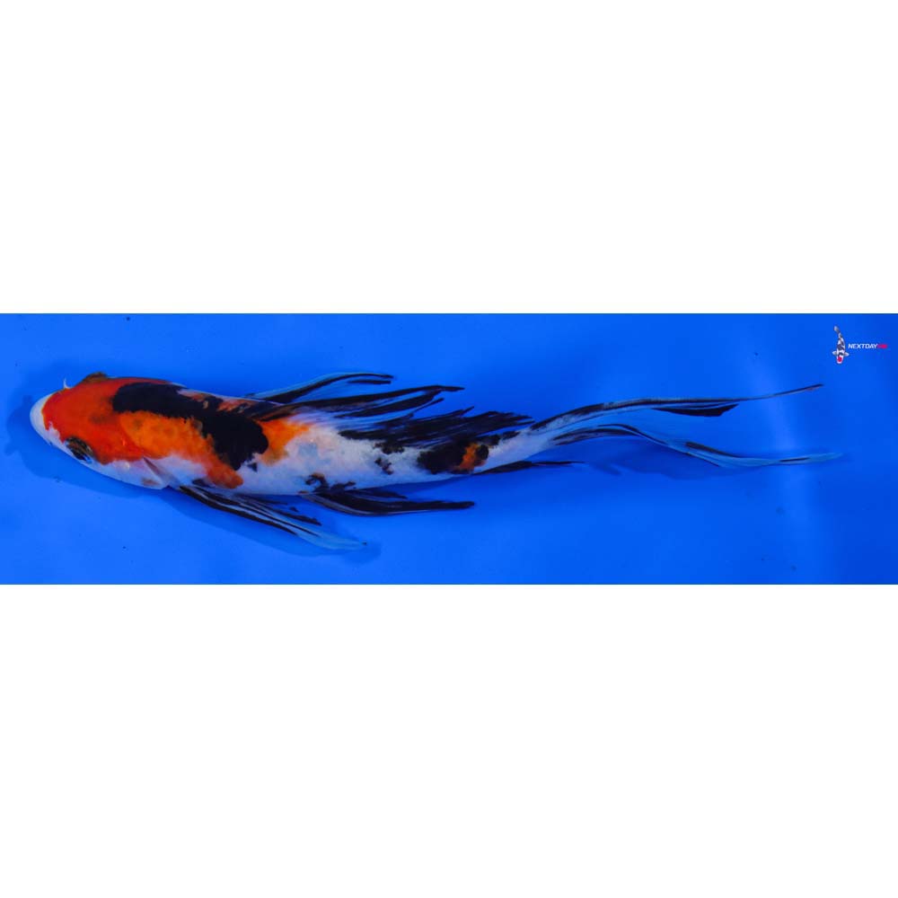 7.5” Imported Sanke Butterfly Koi