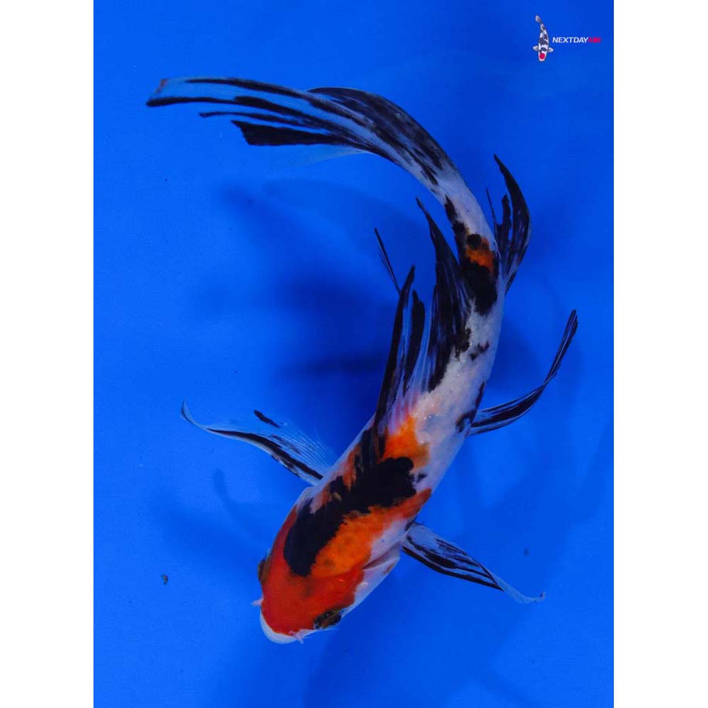 7.5” Imported Sanke Butterfly Koi