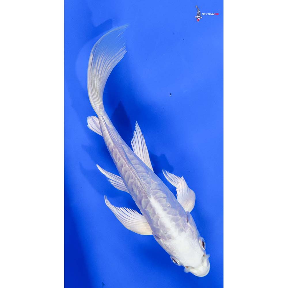 7” Imported Doitsu Platinum Ogon Butterfly Koi