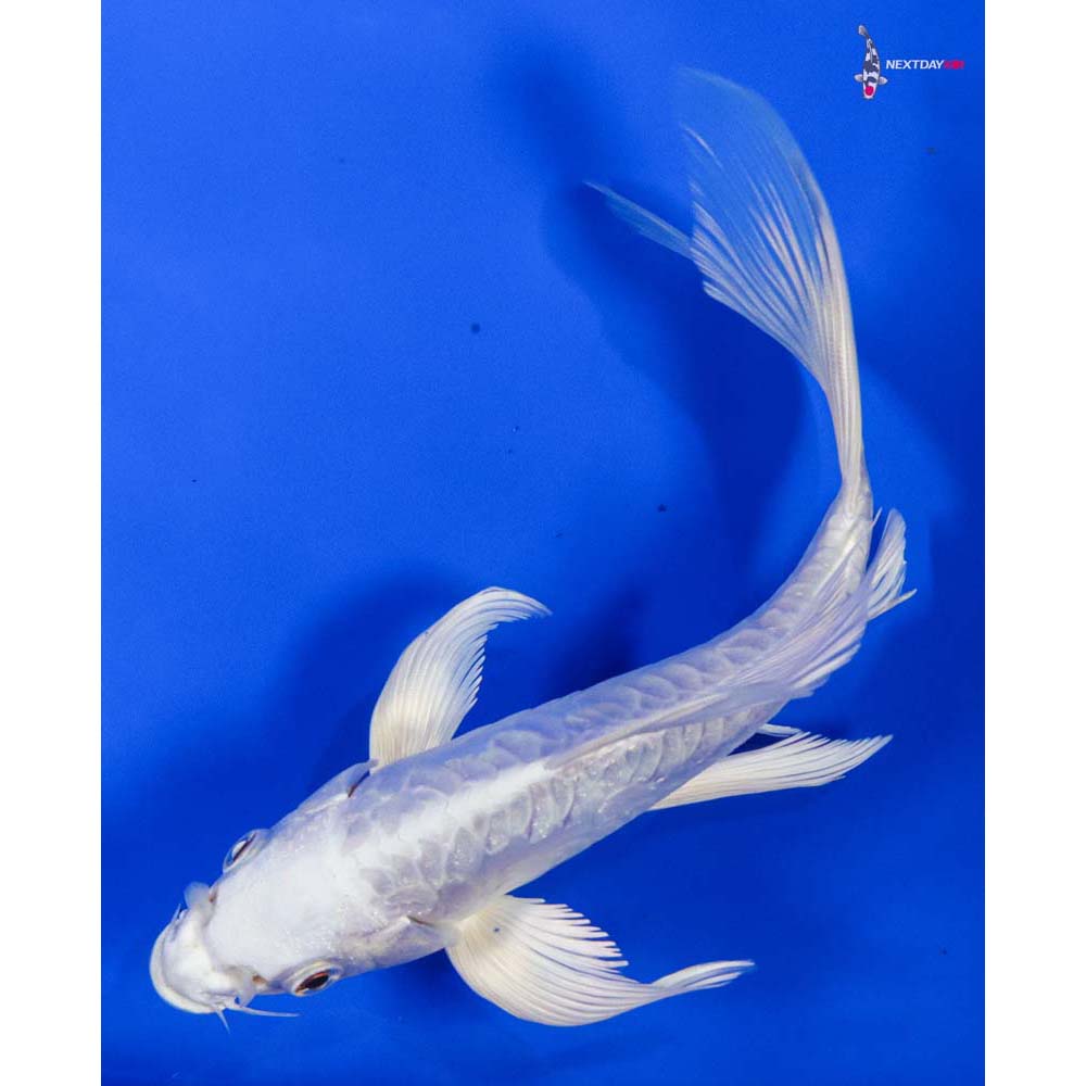 7” Imported Doitsu Platinum Ogon Butterfly Koi