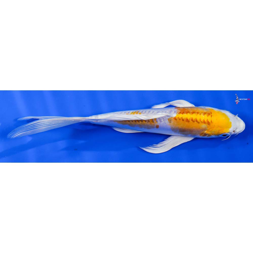 7” Imported Kikusui Butterfly Koi