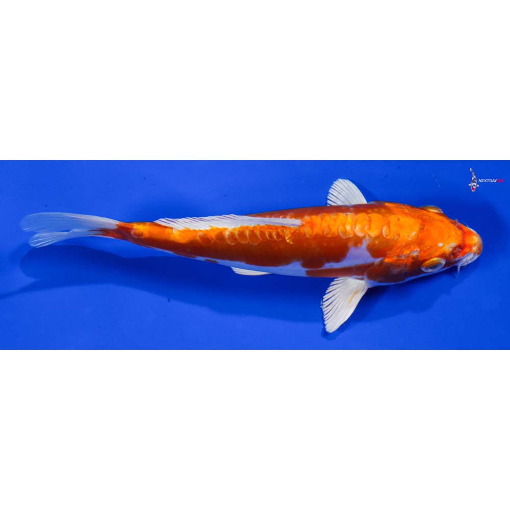 7” Imported Kikusui