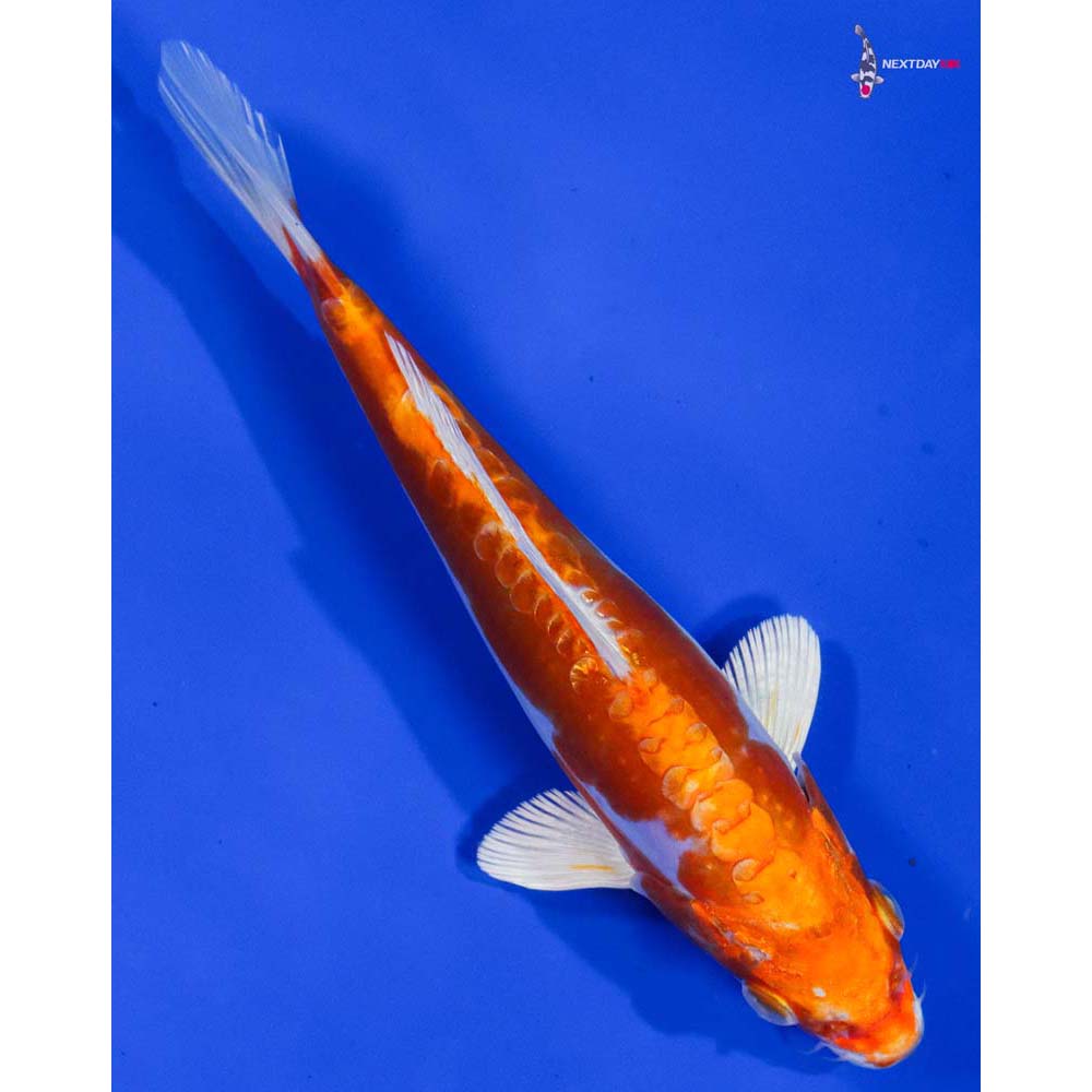 7” Imported Kikusui