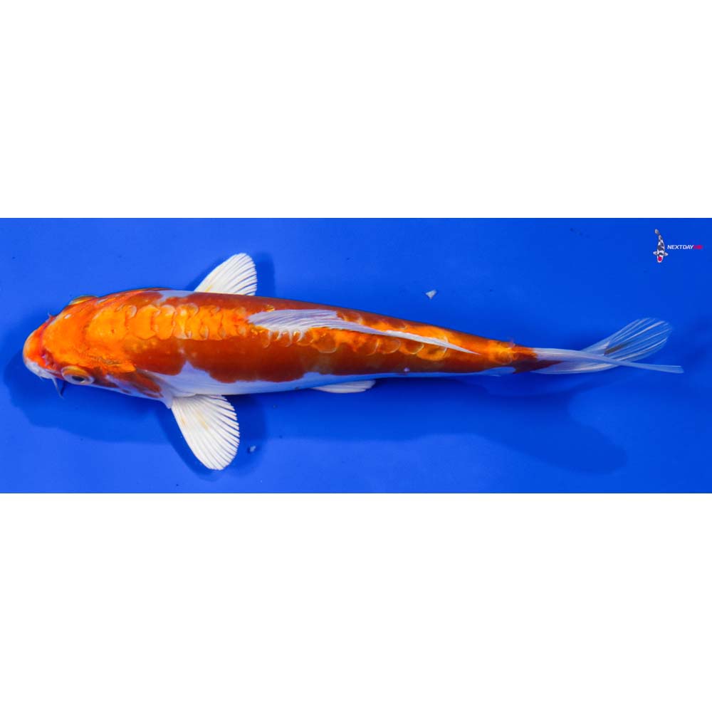 7” Imported Kikusui