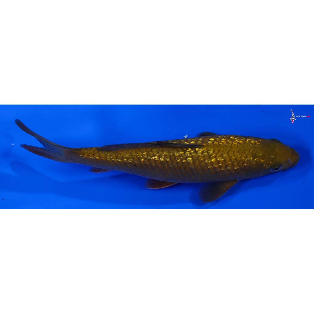 7” Imported Gin Rin Chagoi