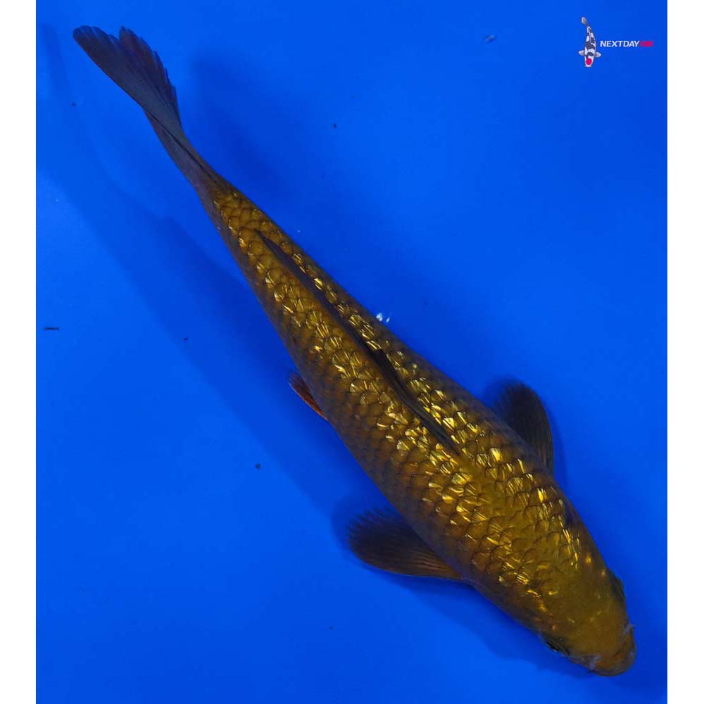 7” Imported Gin Rin Chagoi