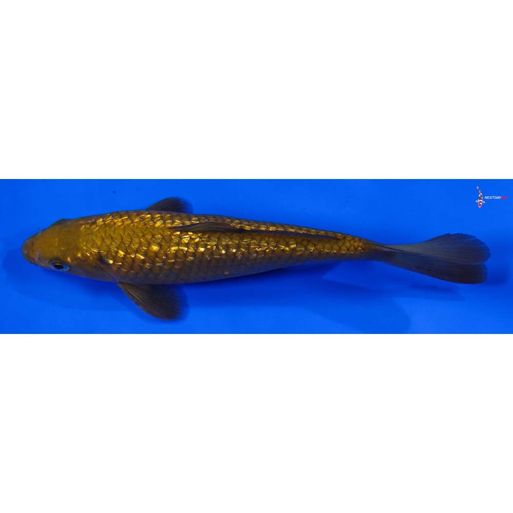 7” Imported Gin Rin Chagoi