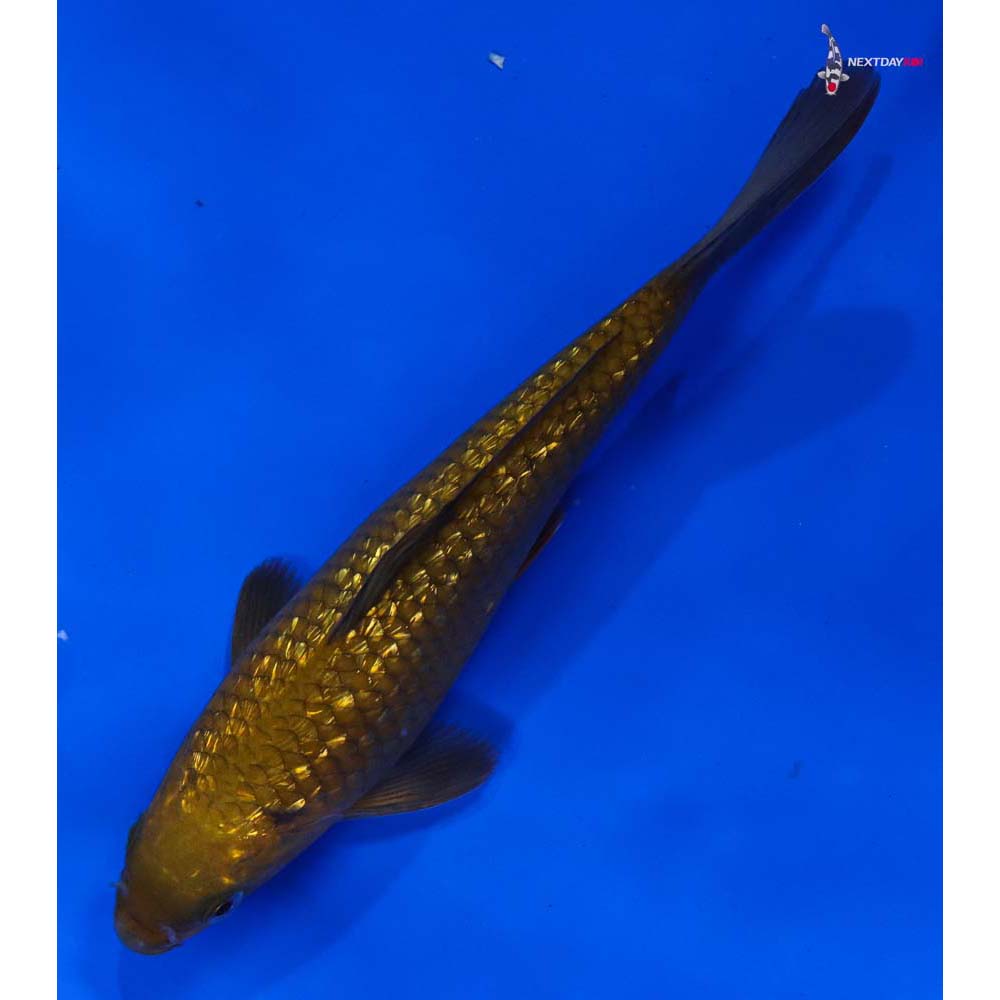 7” Imported Gin Rin Chagoi