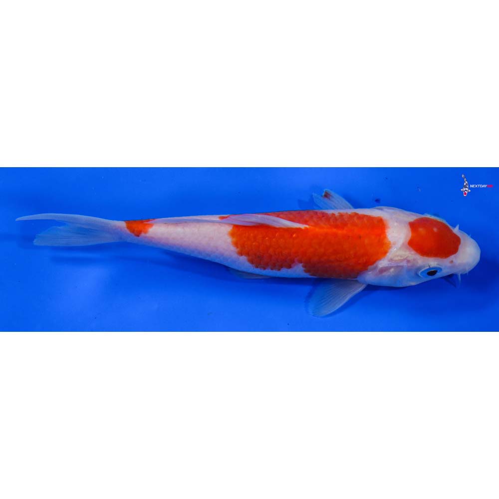7” Imported Kohaku