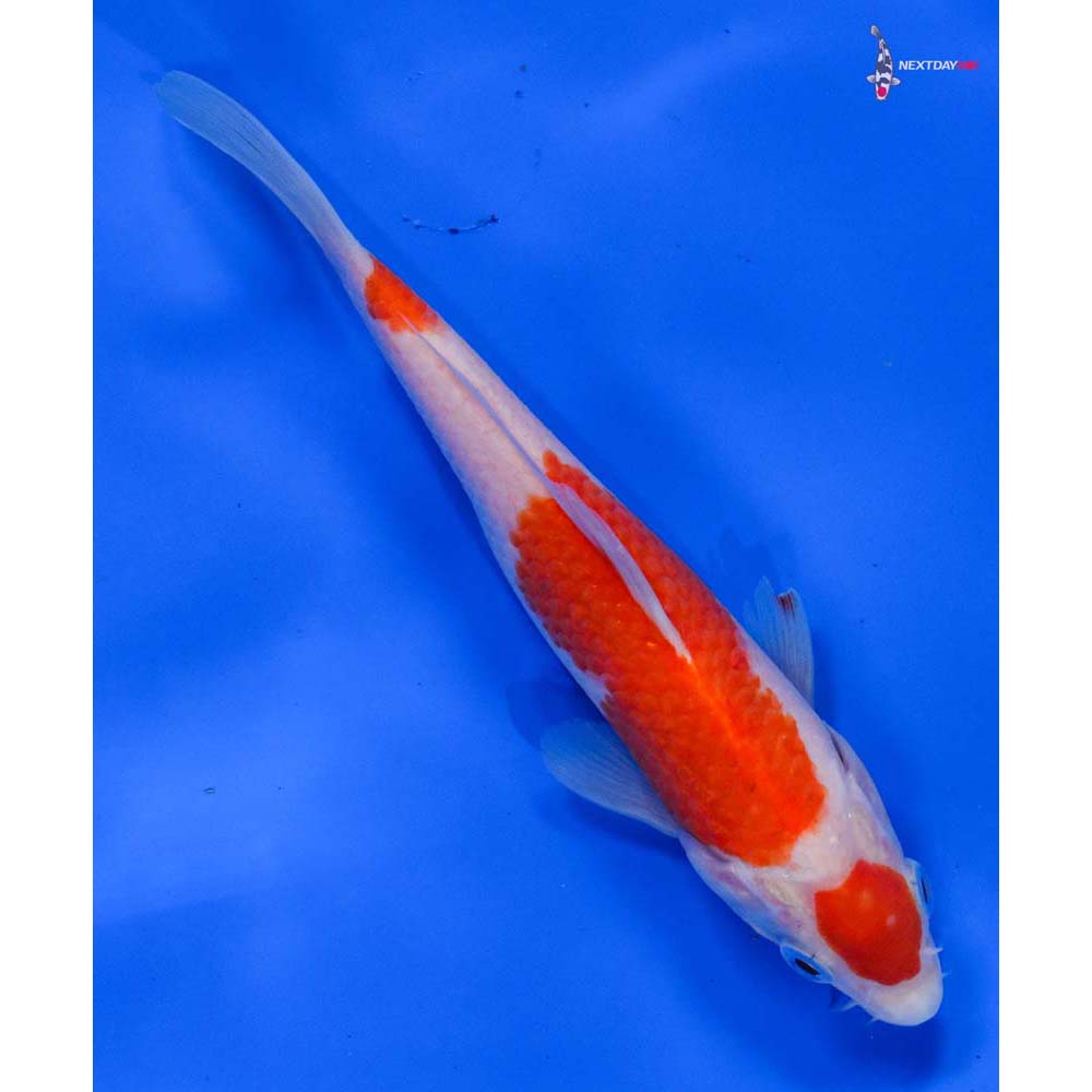 7” Imported Kohaku