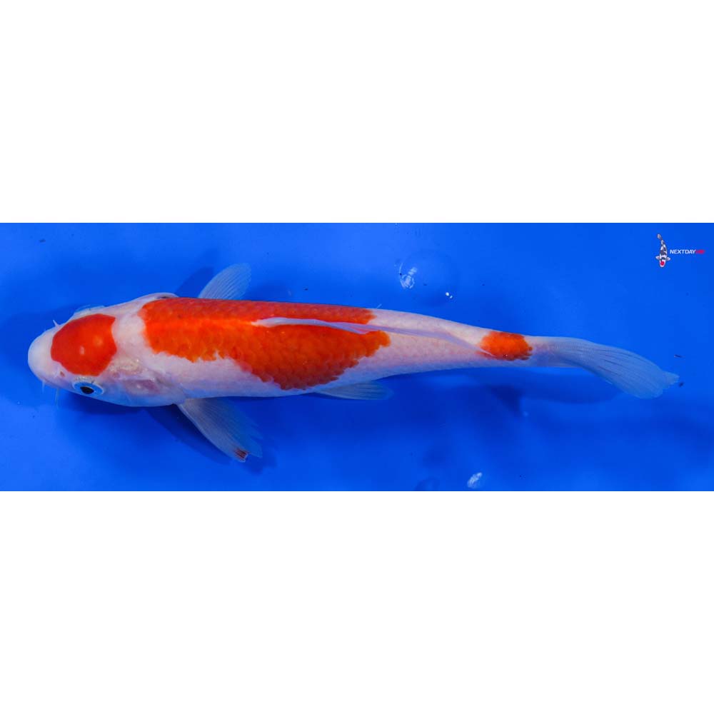 7” Imported Kohaku