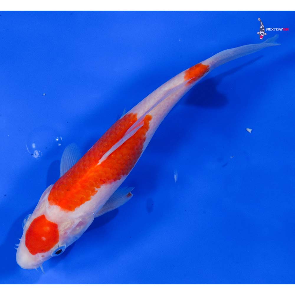 7” Imported Kohaku