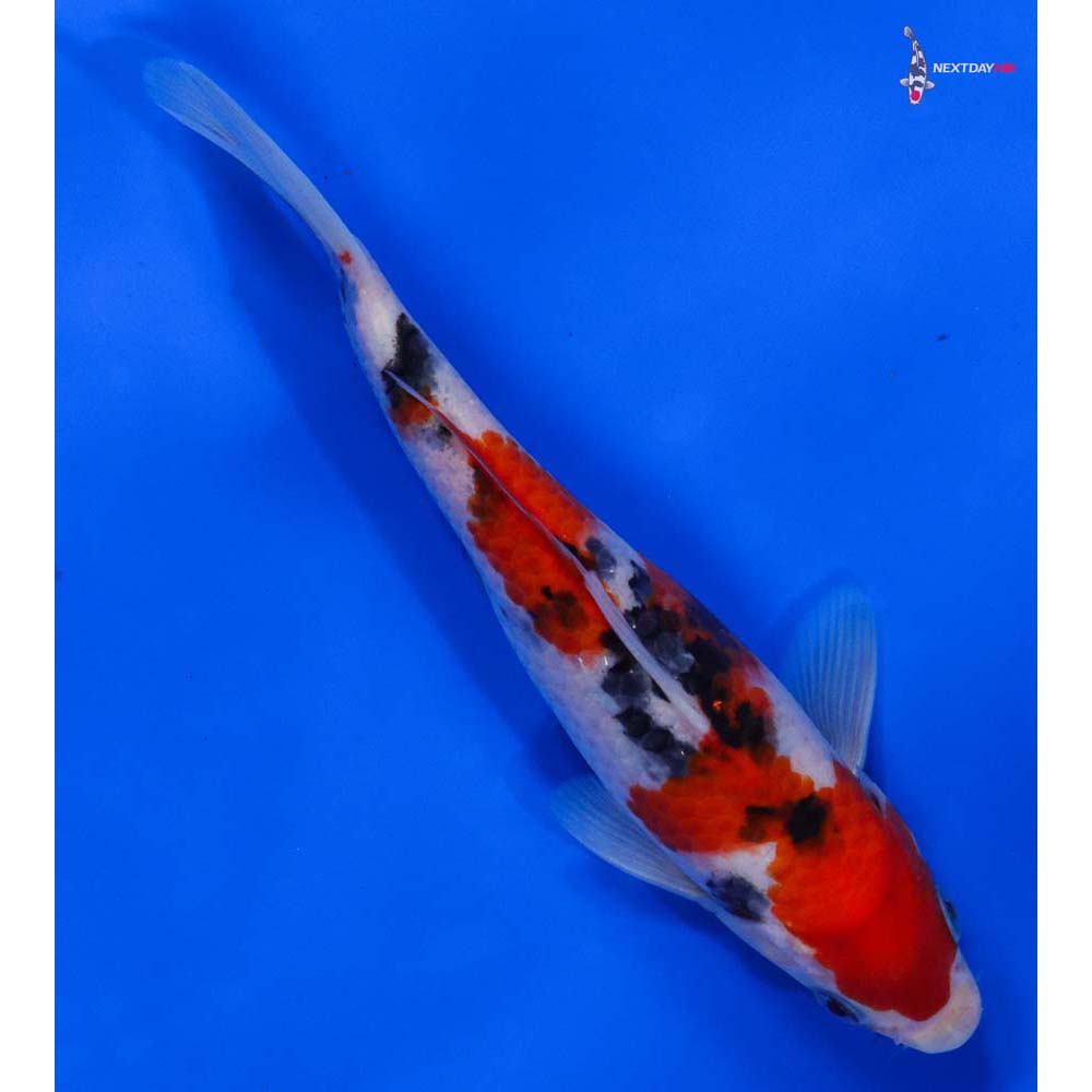 7” Imported Sanke