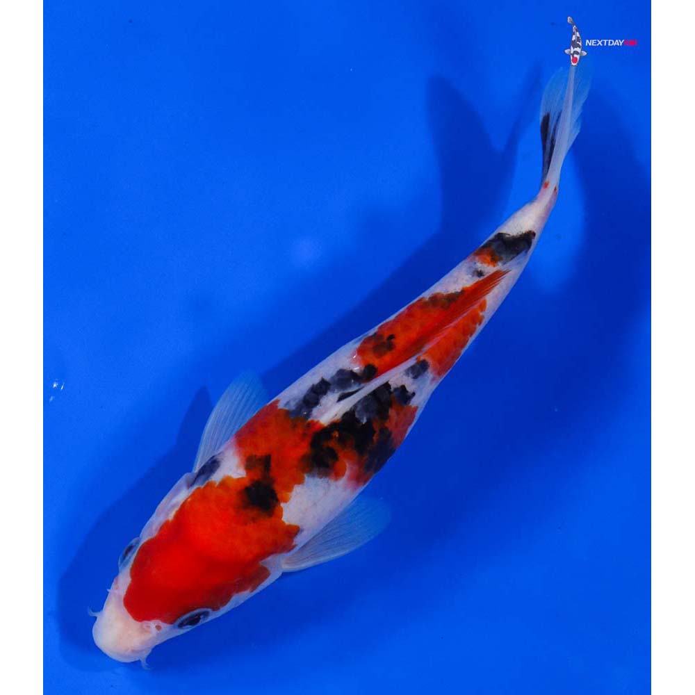 7” Imported Sanke