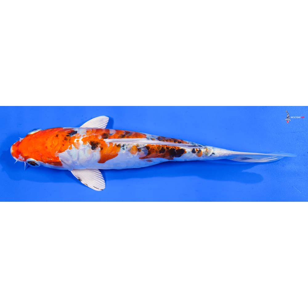 9” Imported Heisei Nishiki