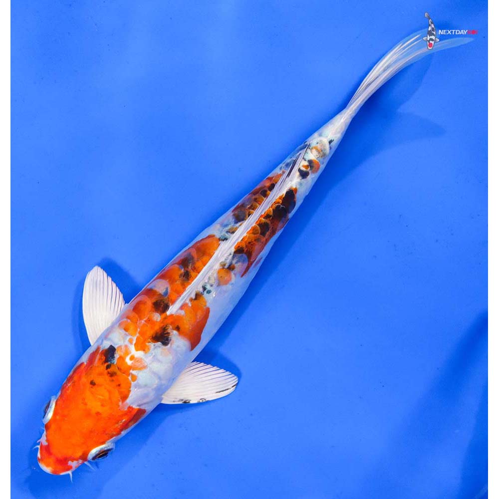 9” Imported Heisei Nishiki