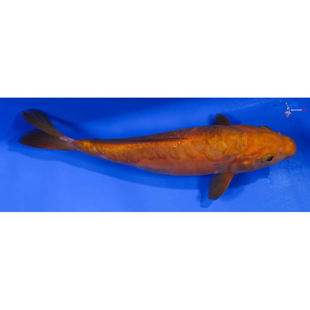 9” Imported Doitsu Chagoi