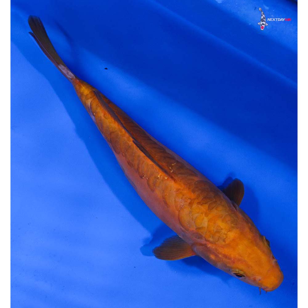 9” Imported Doitsu Chagoi