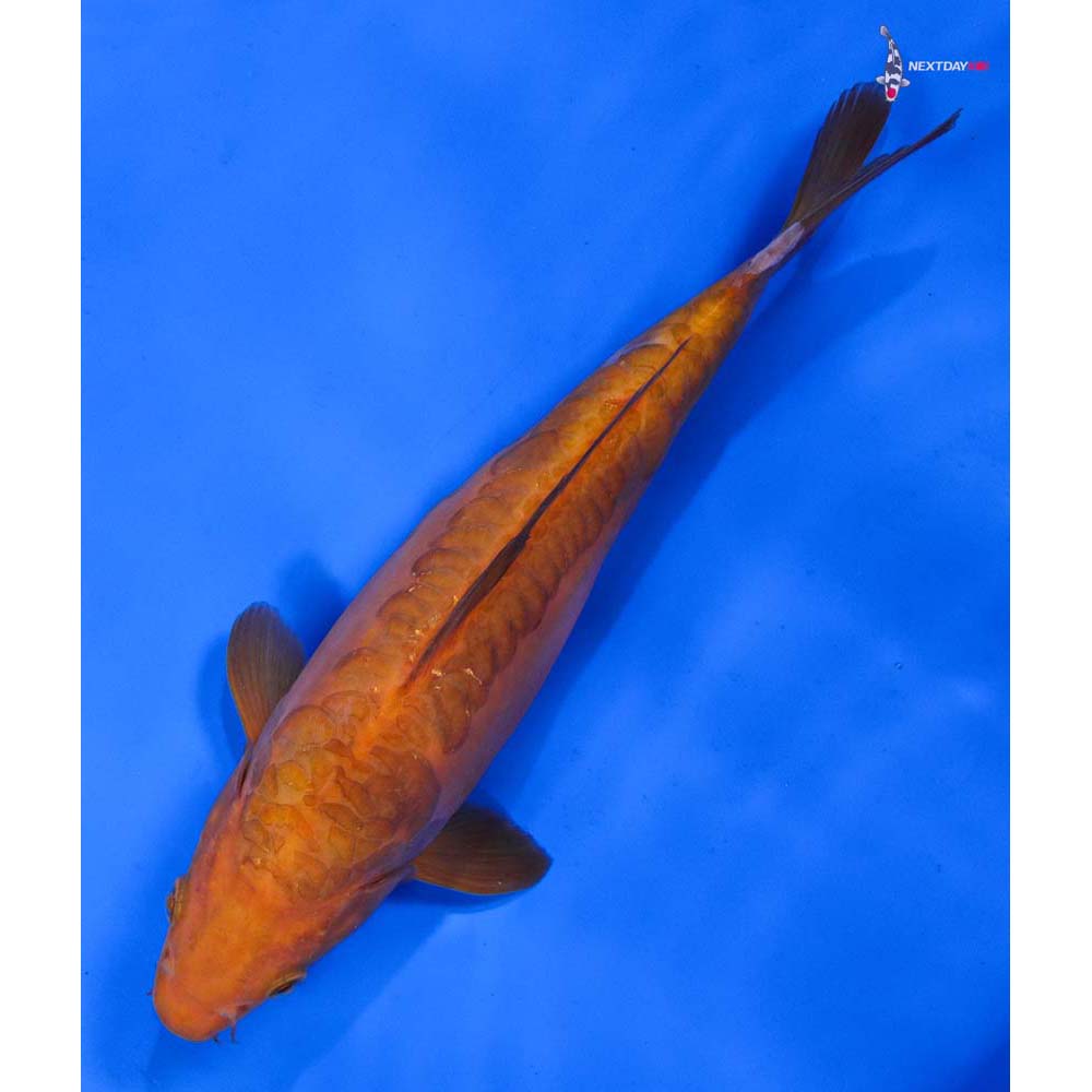 9” Imported Doitsu Chagoi