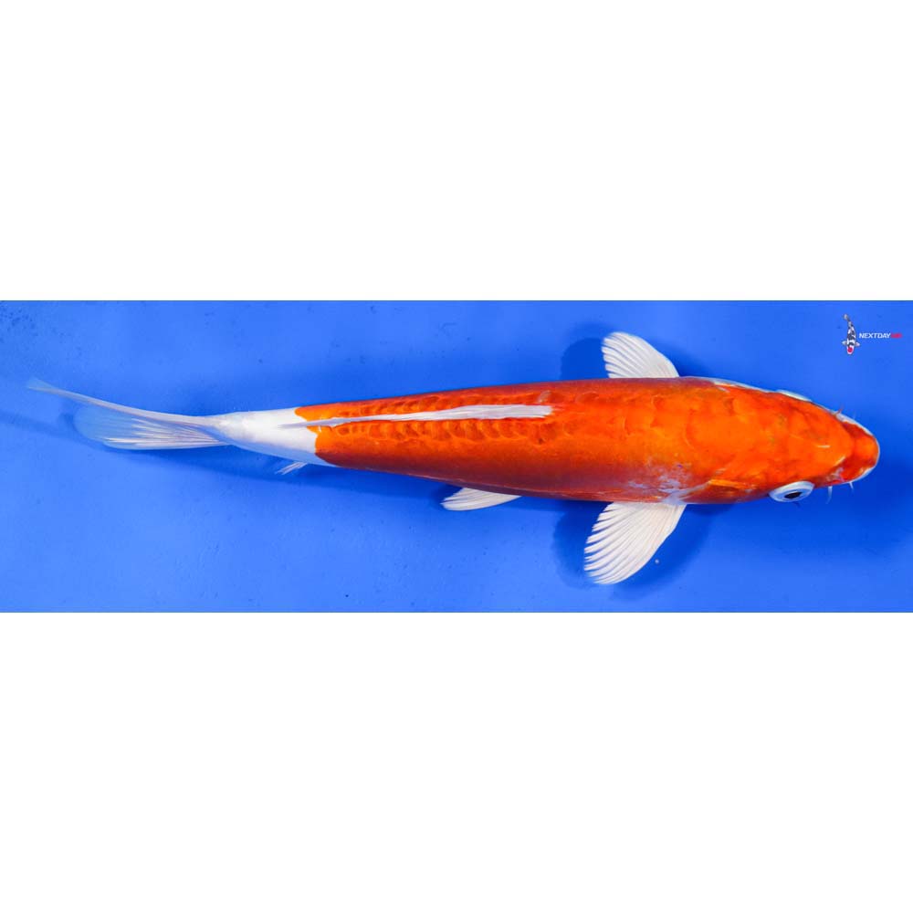 9” Imported Kikusui