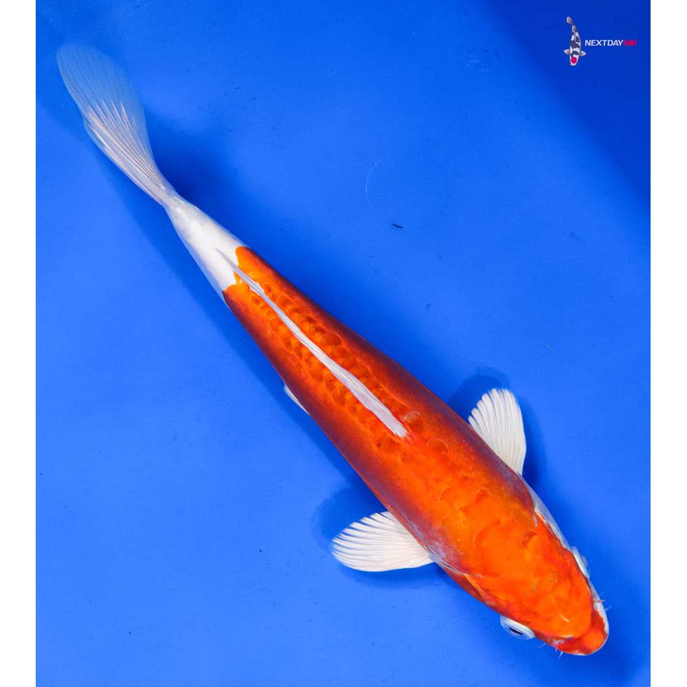 9” Imported Kikusui