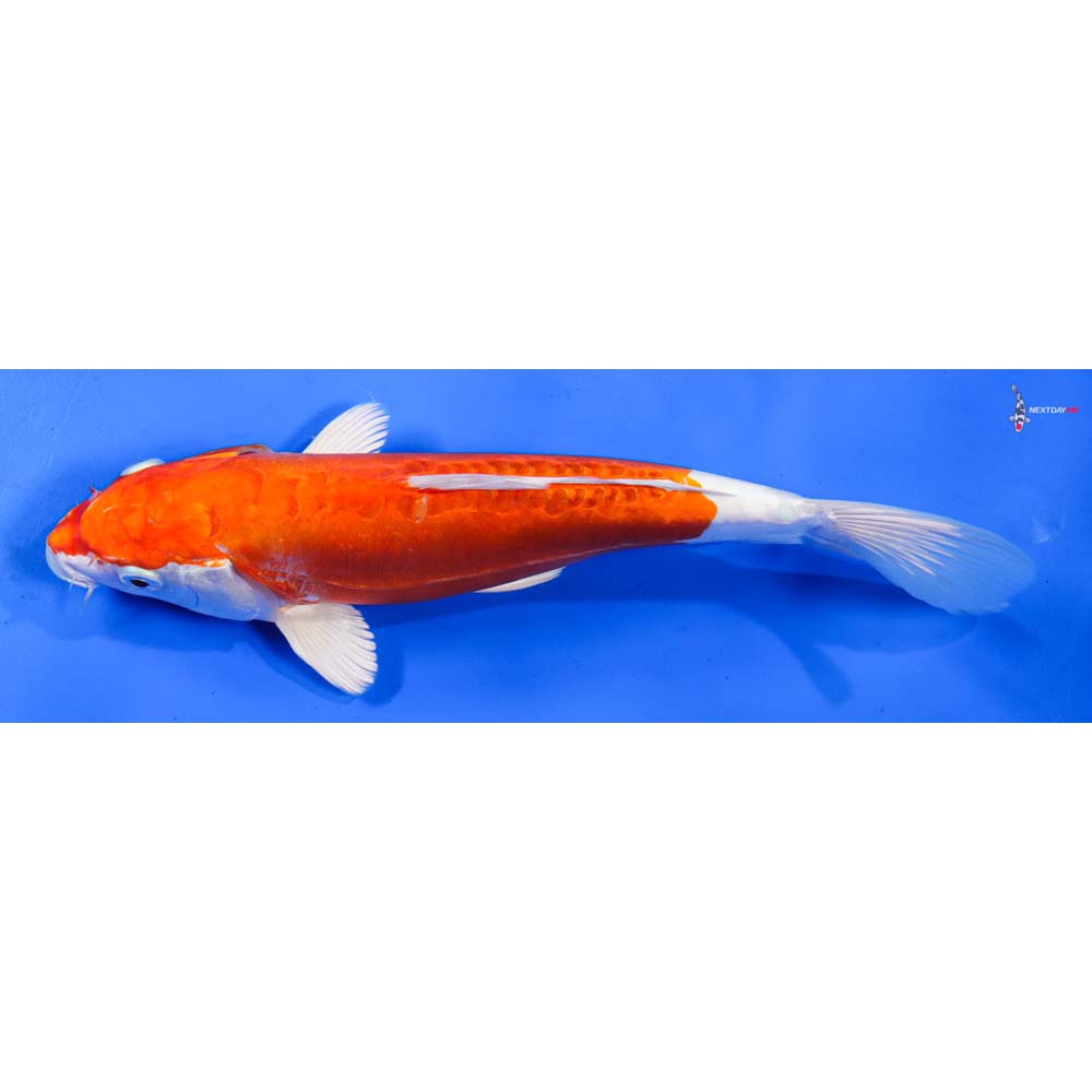9” Imported Kikusui
