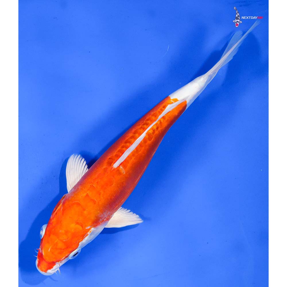 9” Imported Kikusui