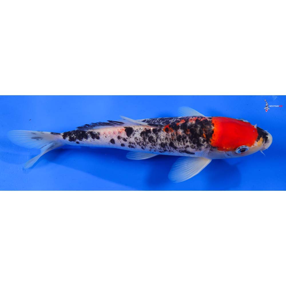 9.5” Imported Goshiki