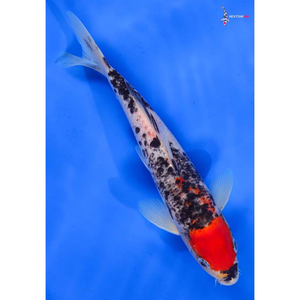 9.5” Imported Goshiki