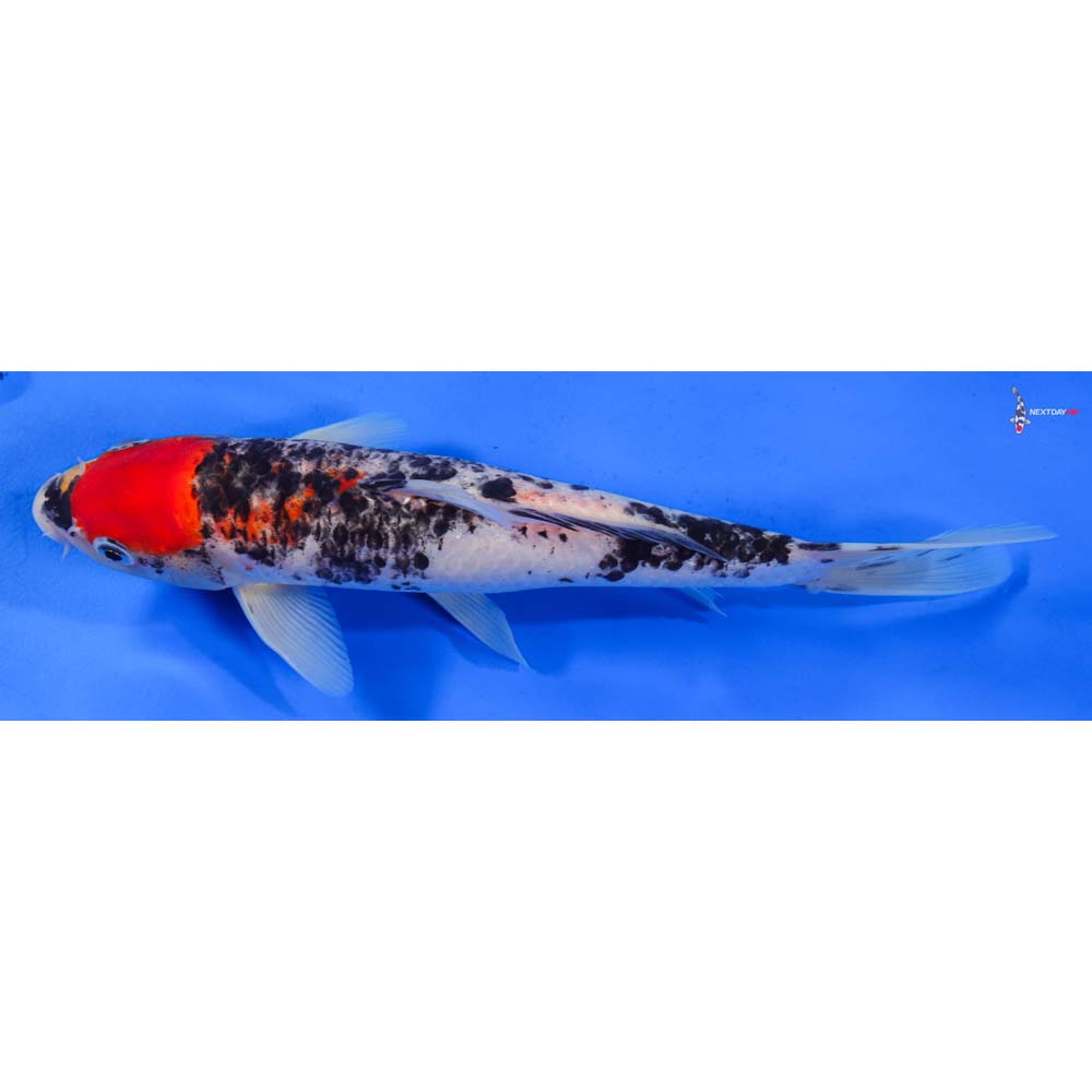 9.5” Imported Goshiki