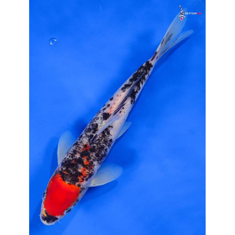 9.5” Imported Goshiki