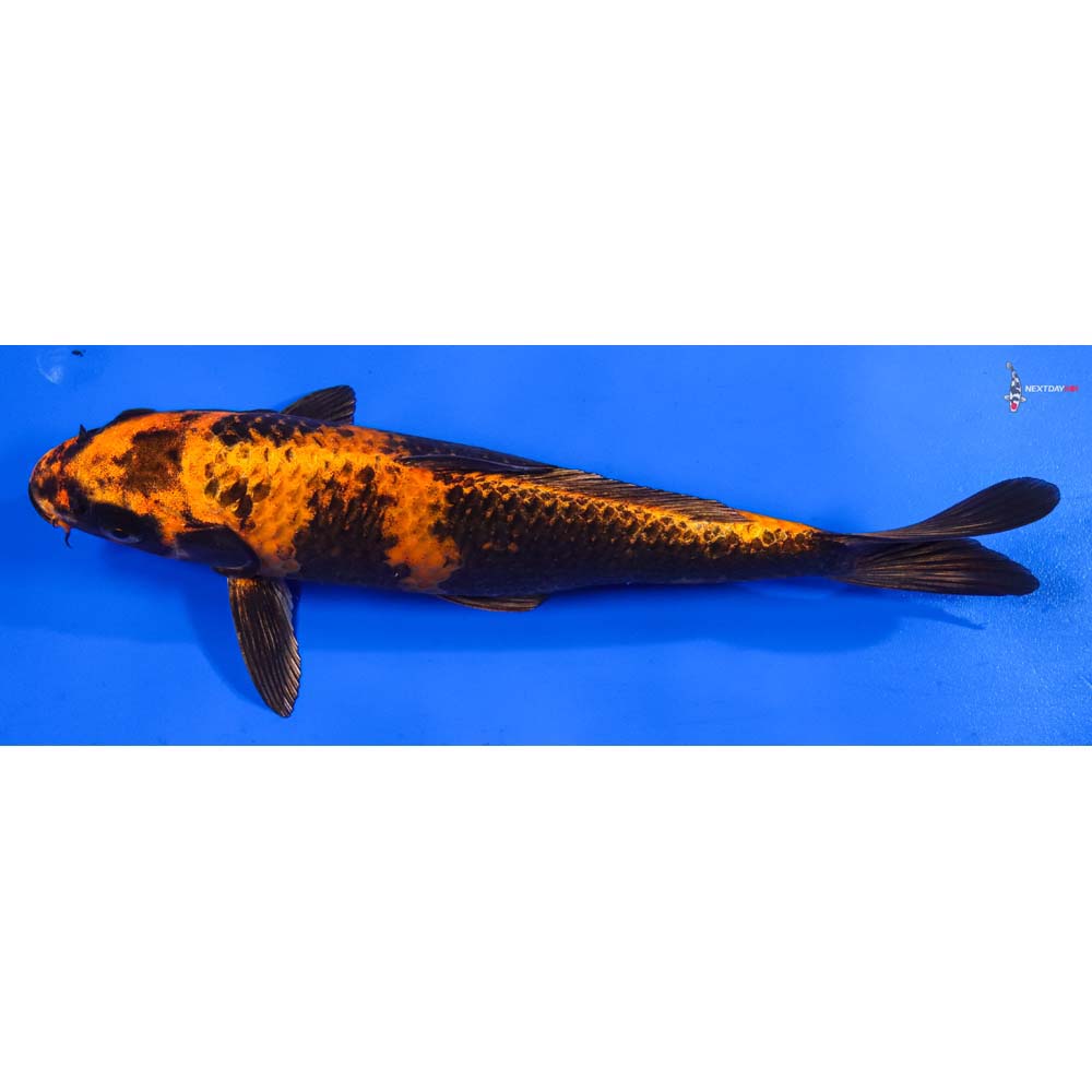 9.5” Imported Kin Hi Utsuri