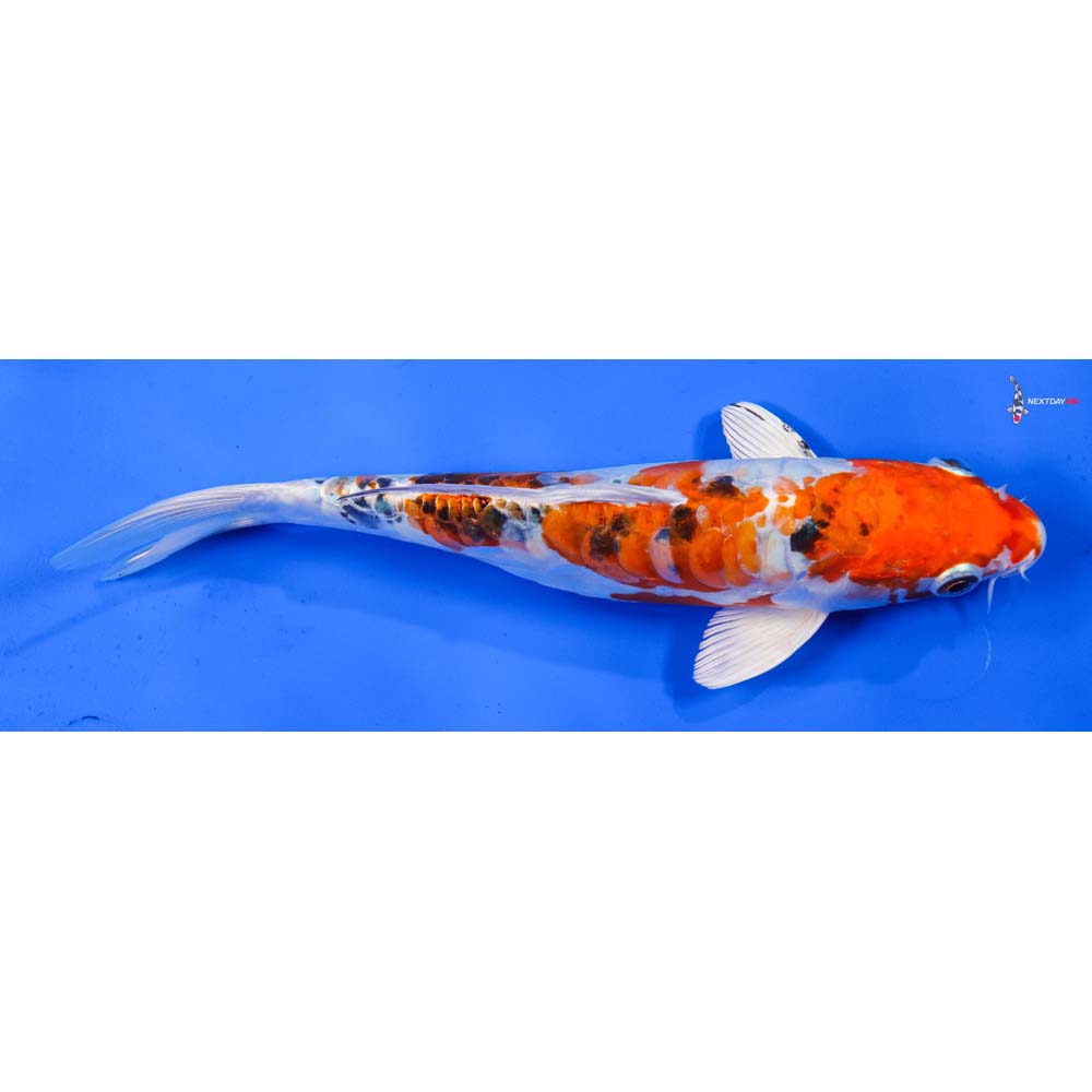 9” Imported Heisei Nishiki