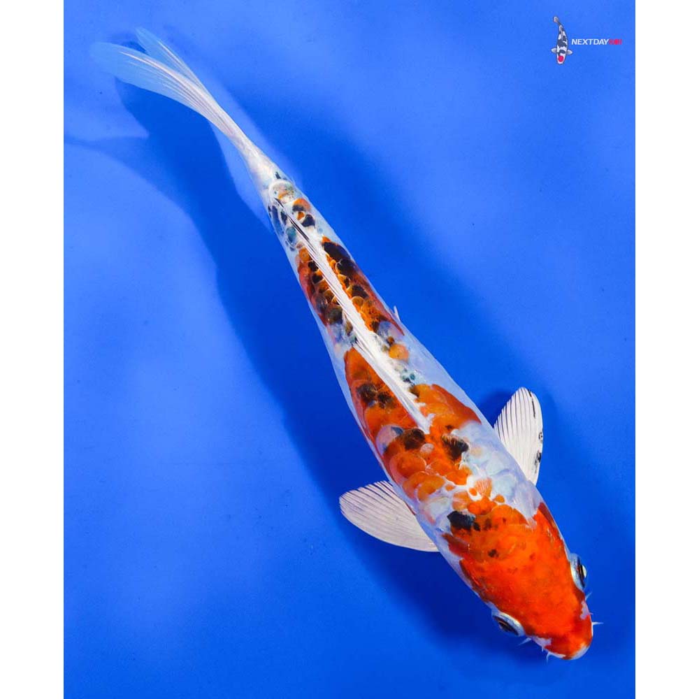 9” Imported Heisei Nishiki