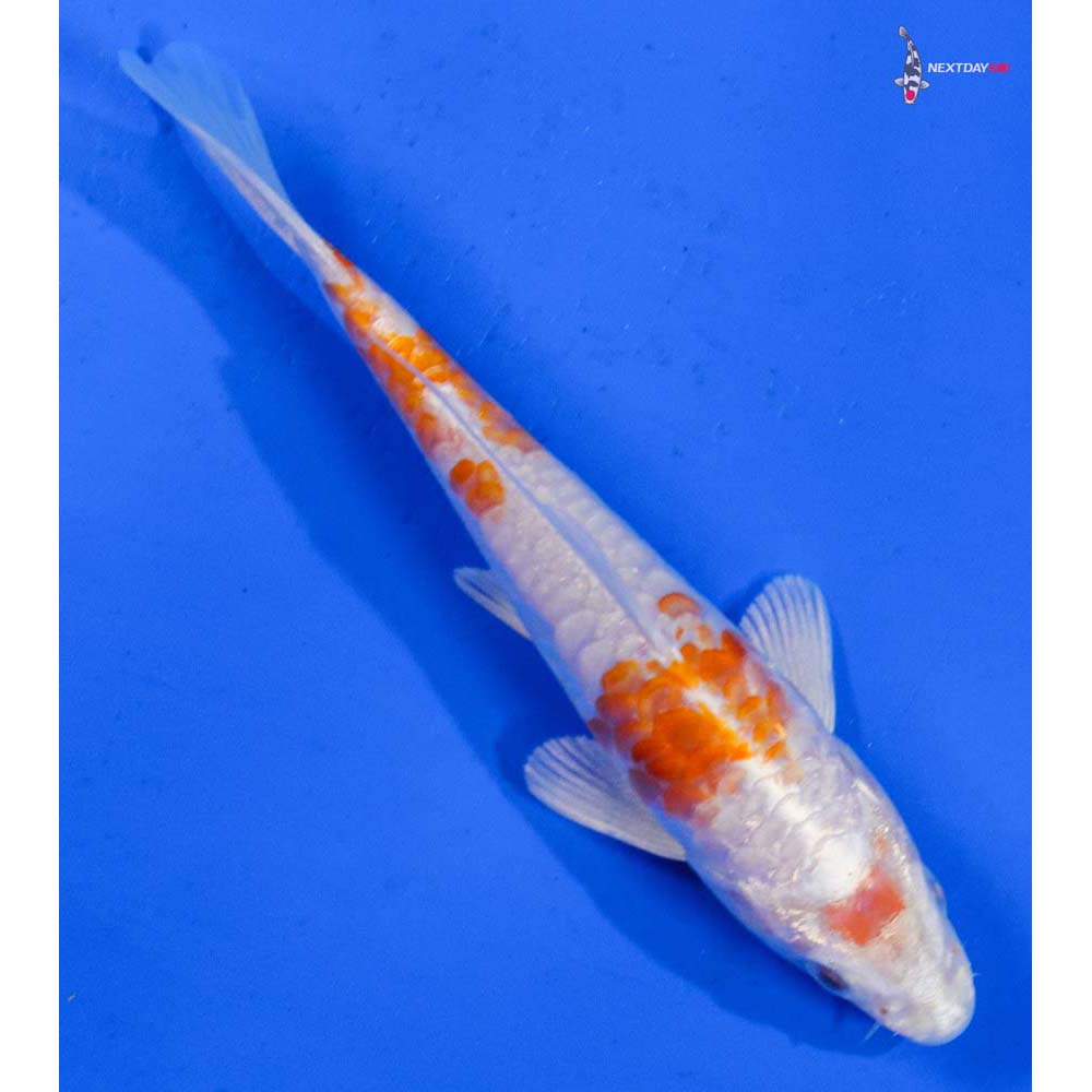 5” Imported Armor Scaled Hariwake