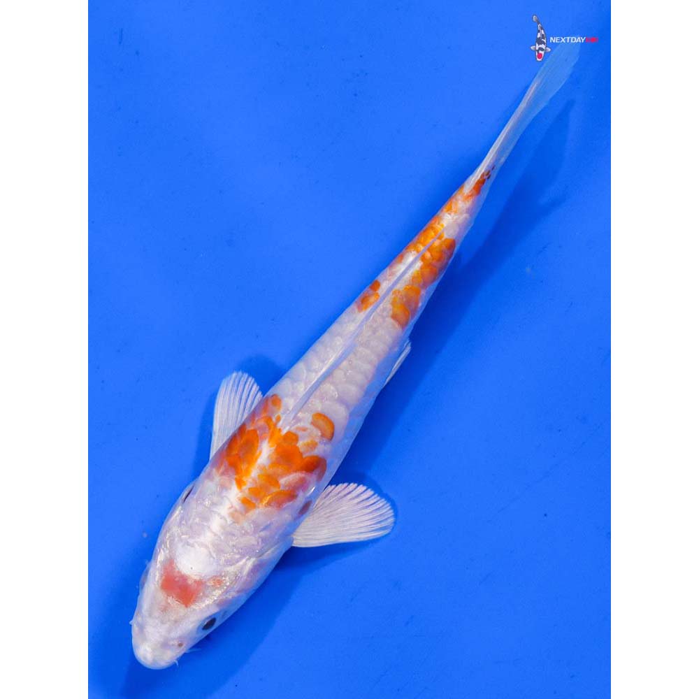 5” Imported Armor Scaled Hariwake