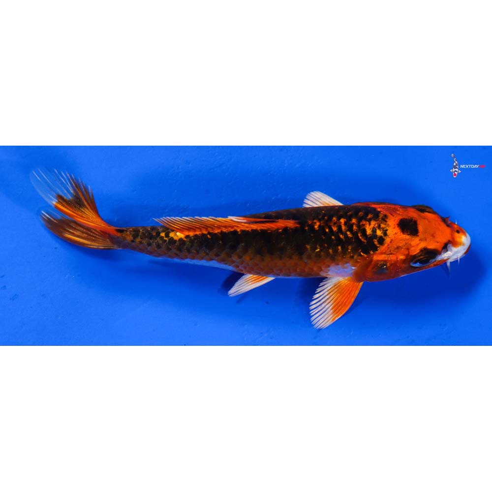 5” Imported Kujaku