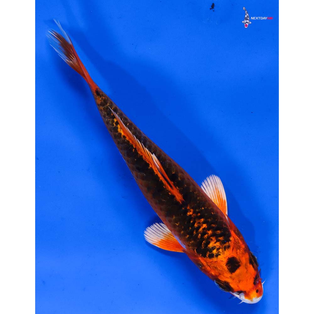 5” Imported Kujaku