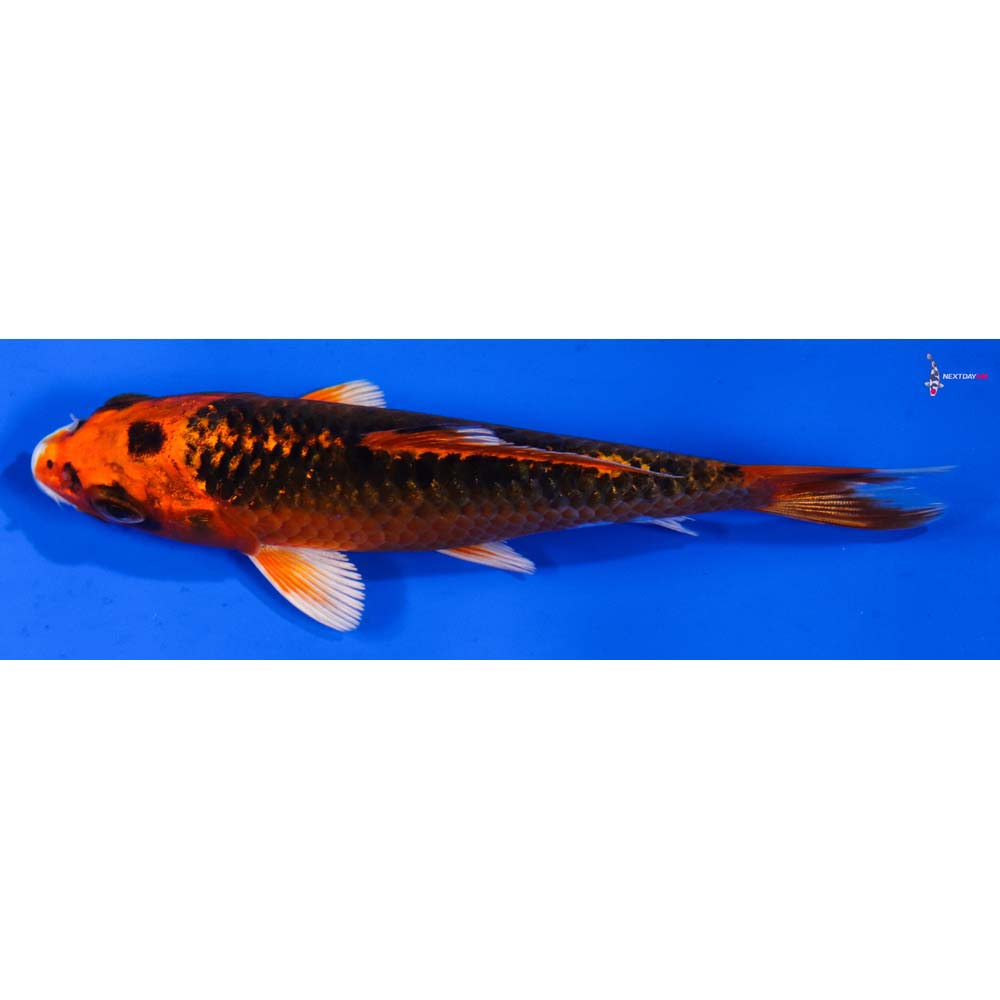 5” Imported Kujaku