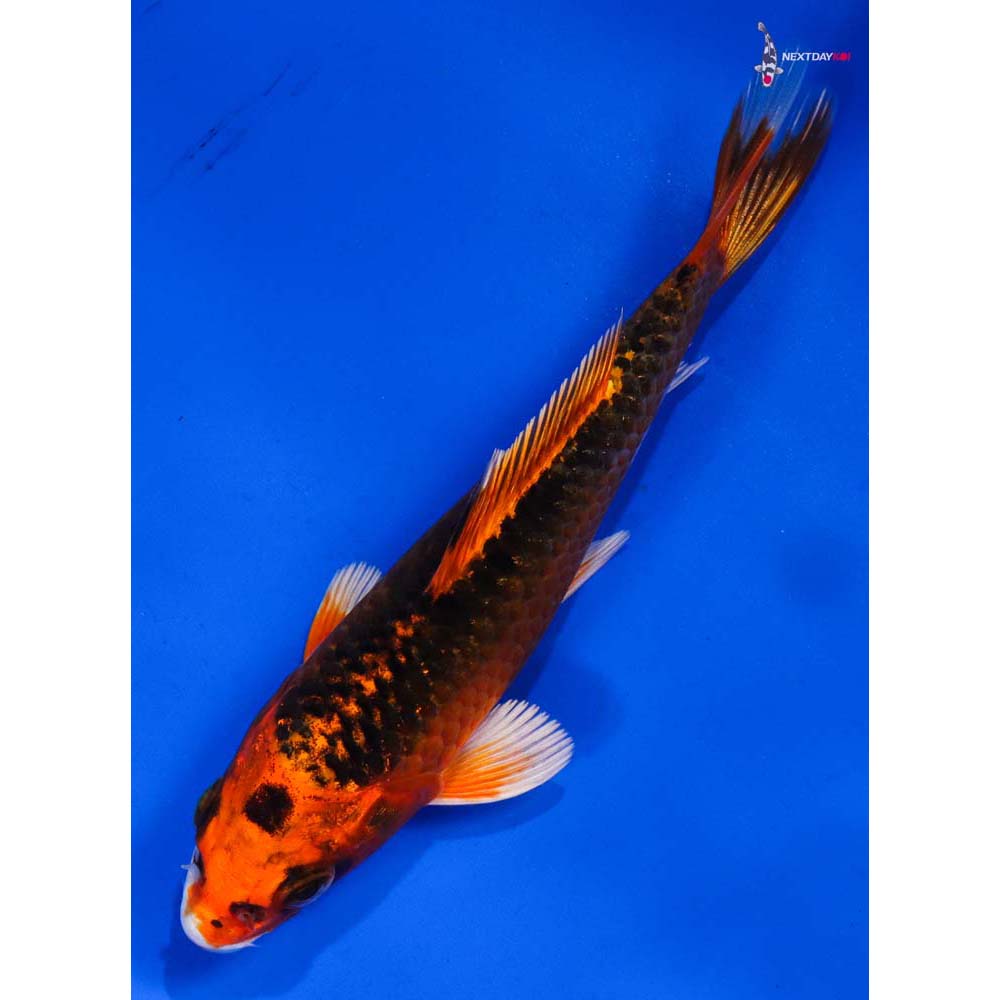 5” Imported Kujaku