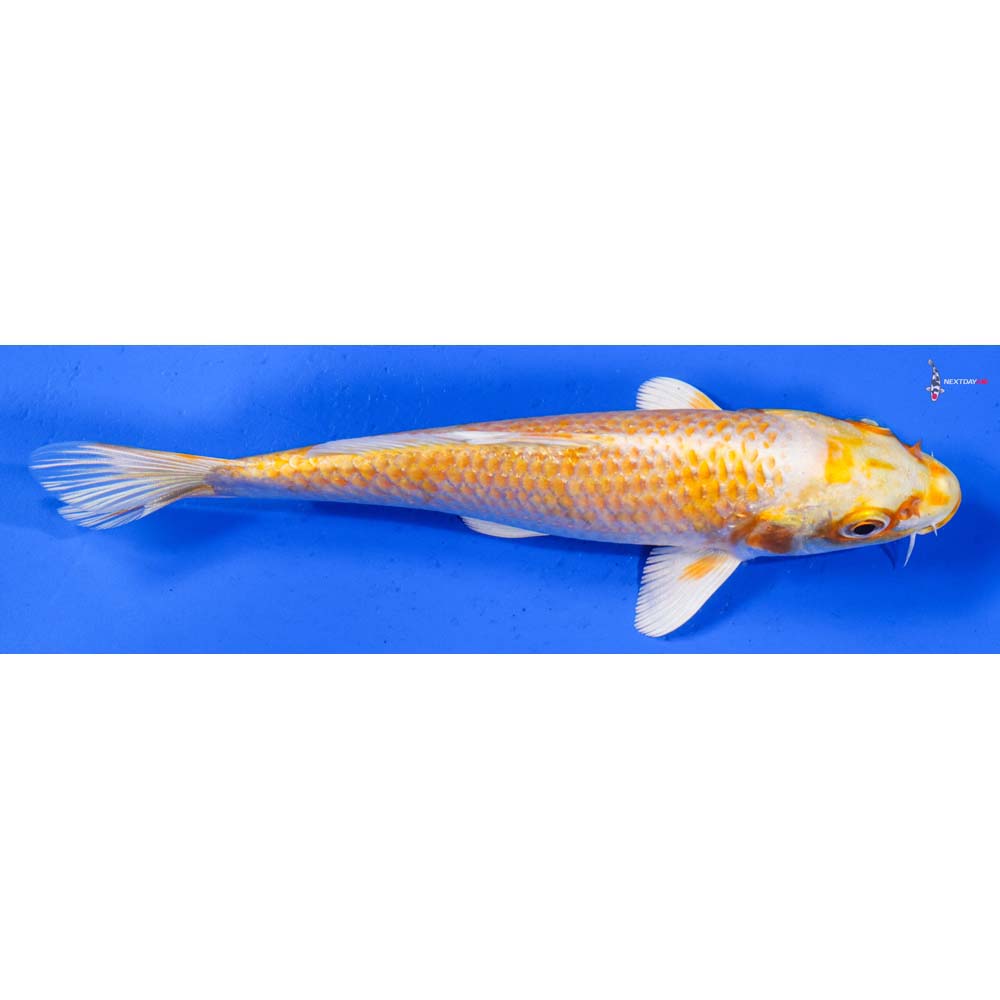 6” Imported Lemon Hariwake