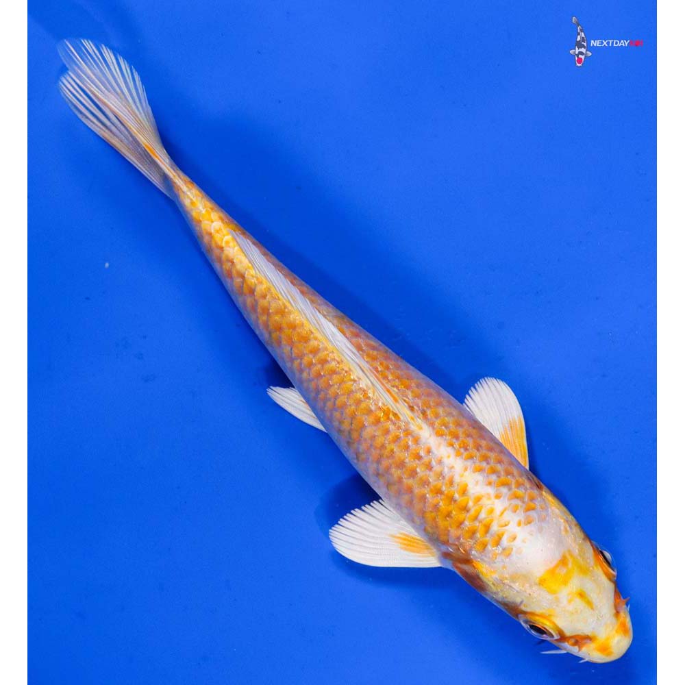 6” Imported Lemon Hariwake