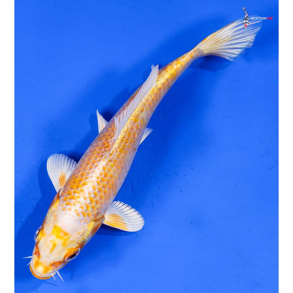 6” Imported Lemon Hariwake