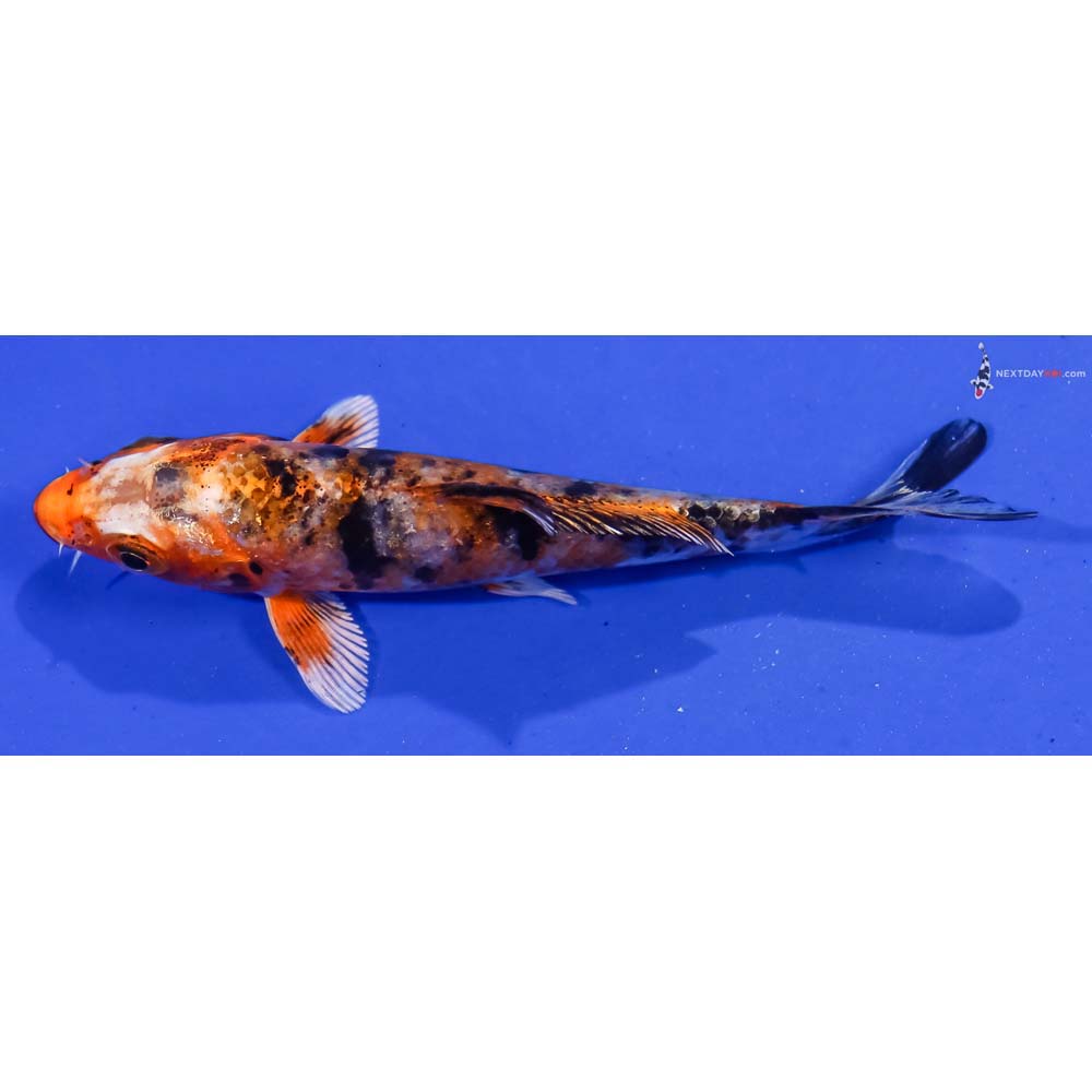 4” Imported Yamato Nishiki