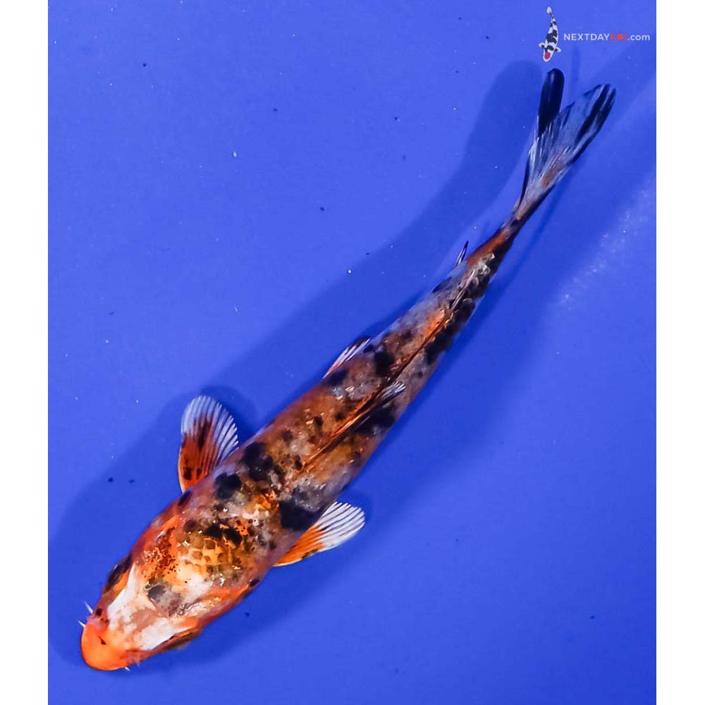 4” Imported Yamato Nishiki