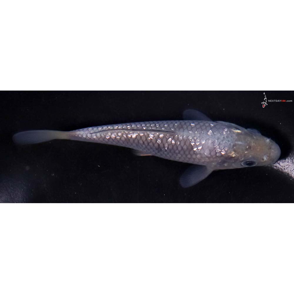 4” Imported Gin Rin Soragoi