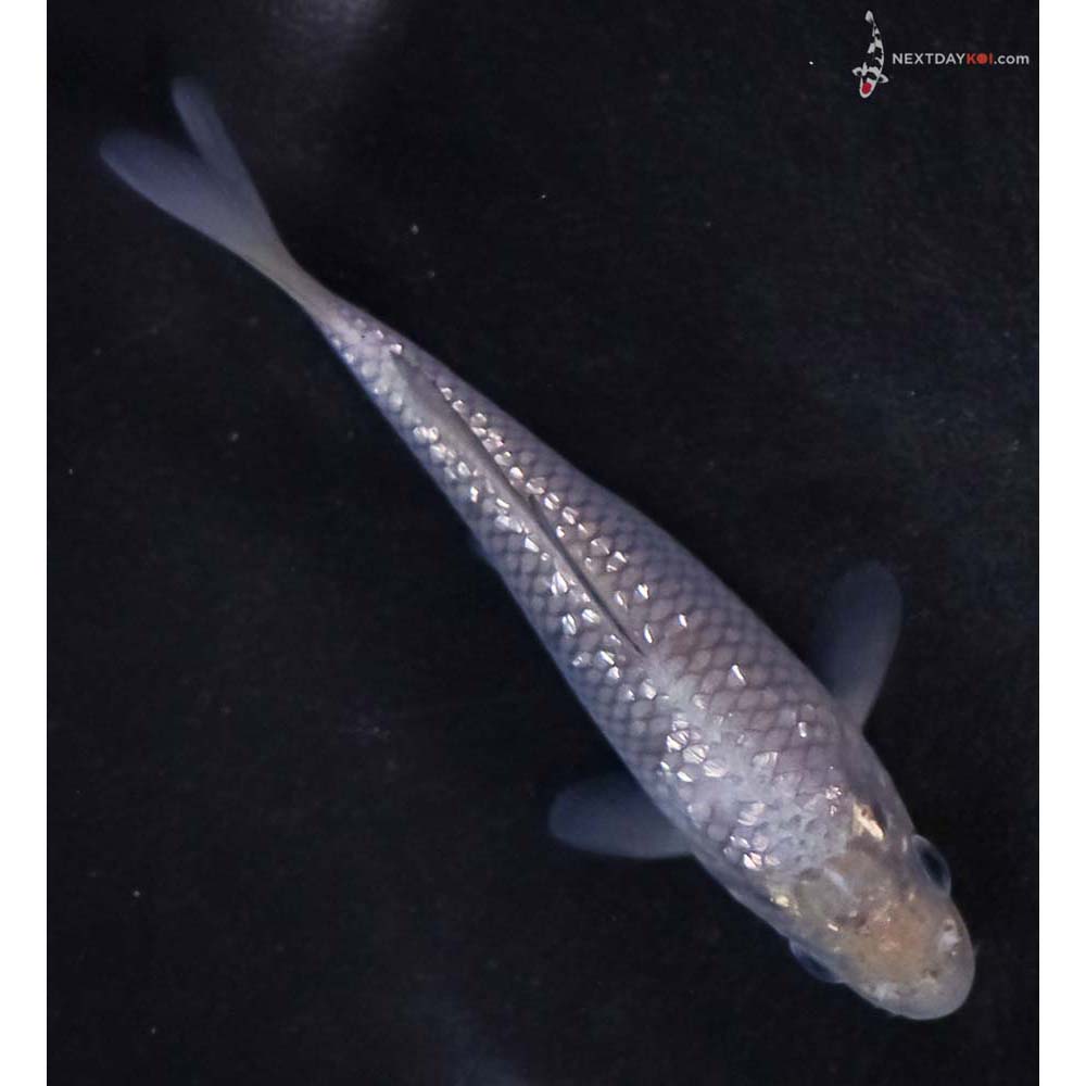 4” Imported Gin Rin Soragoi