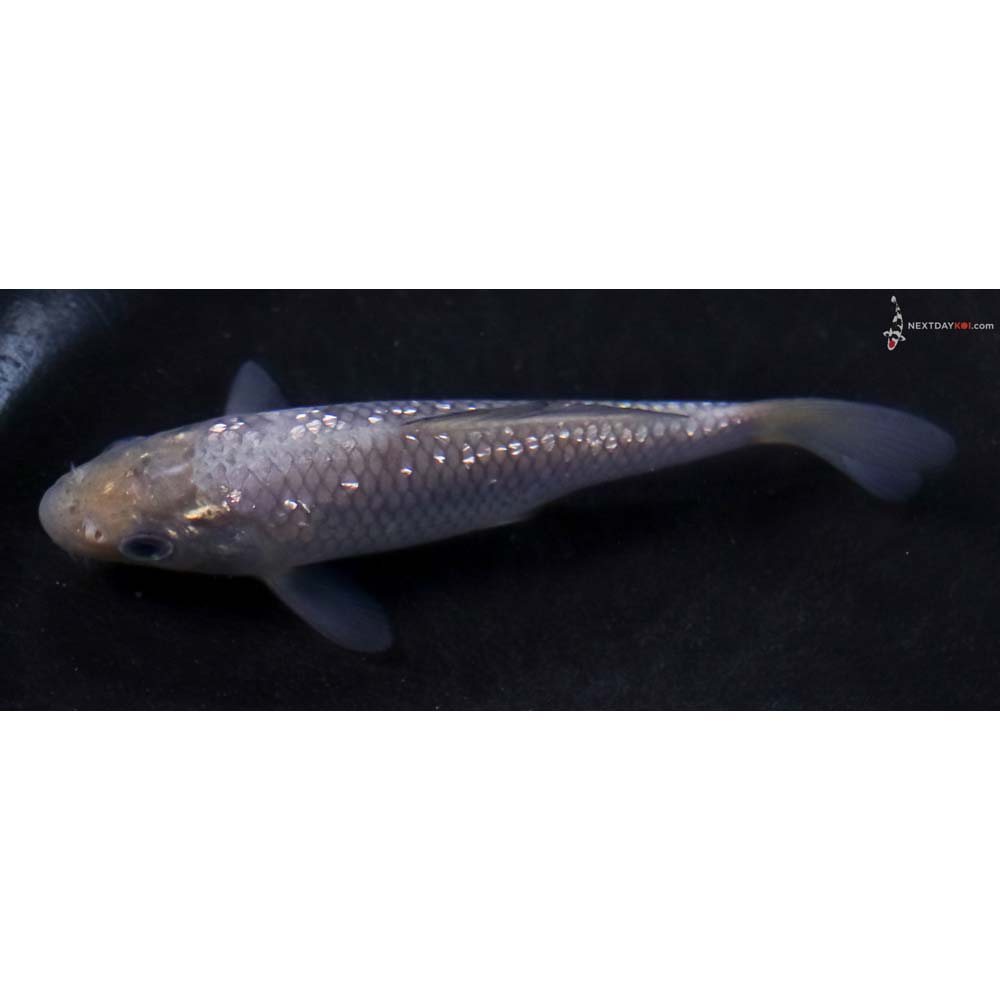 4” Imported Gin Rin Soragoi