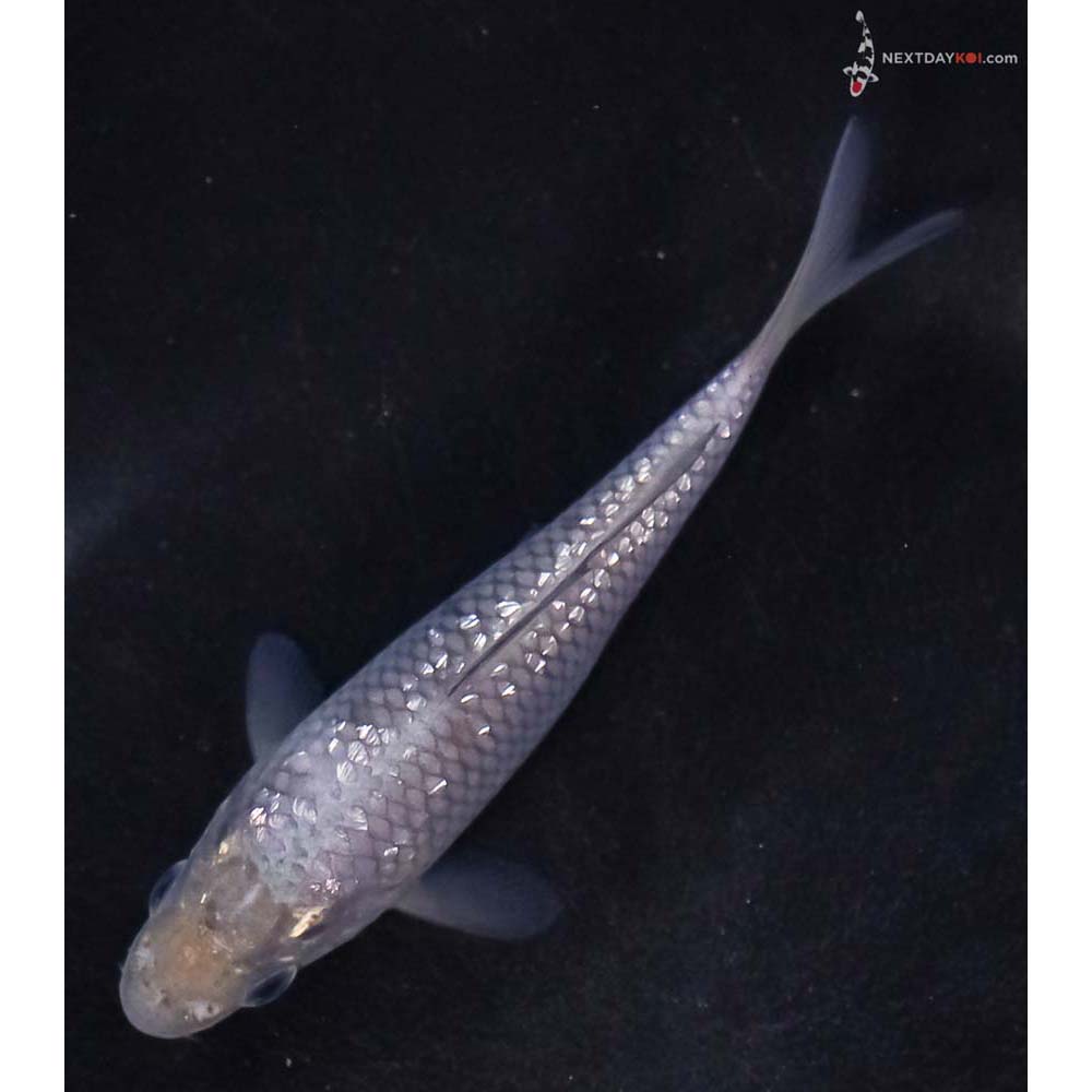 4” Imported Gin Rin Soragoi